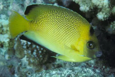 Armitage angelfish (Apolemichthys armitagei)