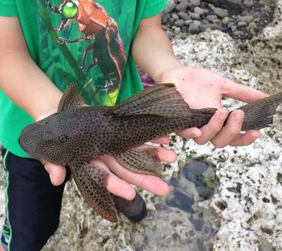 Armored catfish (Hypostomus watwata)
