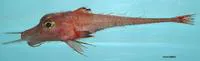 Armored searobin (Peristedion miniatum)