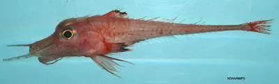 Armored searobin (Peristedion miniatum)