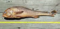 Armour croaker (Panna perarmatus)