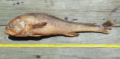 Armour croaker (Panna perarmatus)