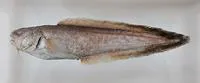 Armoured cusk (Hoplobrotula armata)