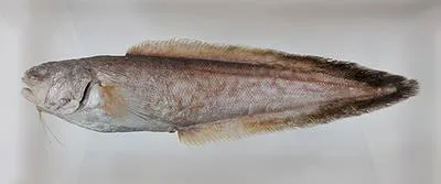 Armoured cusk (Hoplobrotula armata)