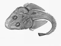 Armoured flathead (Hoplichthys haswelli)
