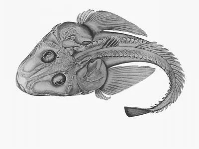 Armoured flathead (Hoplichthys haswelli)