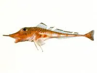 Armoured gurnard (Peristedion liorhynchus)