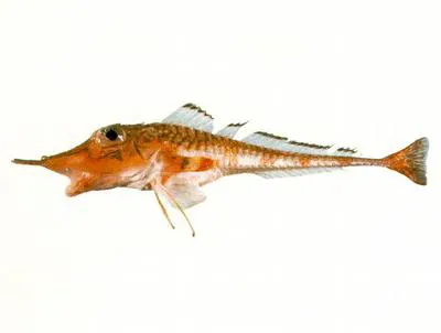 Armoured gurnard (Peristedion liorhynchus)