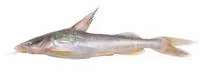 Armoured sea catfish (Hemiarius stormii)