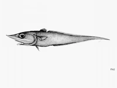 Armourhead grenadier (Trachyrincus helolepis)