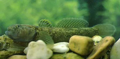 Arno goby (Padogobius nigricans)