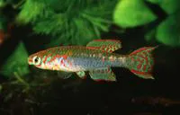 Arnold's killi (Fundulopanchax arnoldi)