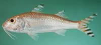 Arom's goatfish (Upeneus davidaromi)