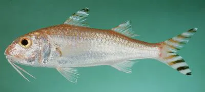 Arom's goatfish (Upeneus davidaromi)