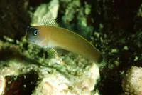 Aron's blenny (Ecsenius aroni)