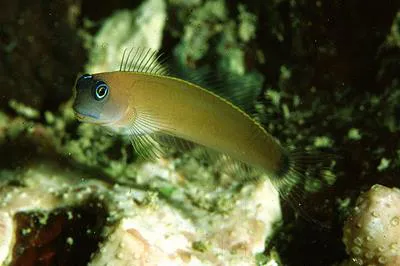 Aron's blenny (Ecsenius aroni)