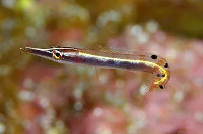Arrow blenny (Lucayablennius zingaro)