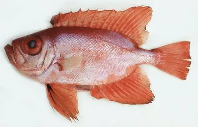 Arrow bulleye (Priacanthus sagittarius)