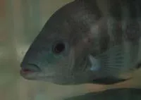 Arrow cichlid (Amphilophus zaliosus)