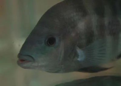 Arrow cichlid (Amphilophus zaliosus)