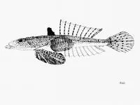 Arrow dragonet (Callionymus sagitta)