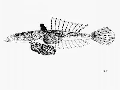 Arrow dragonet (Callionymus sagitta)