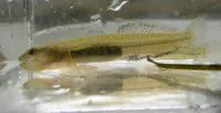 Arrow goby (Clevelandia ios)
