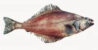 Arrow-tooth flounder (Atheresthes stomias)