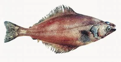 Arrow-tooth flounder (Atheresthes stomias)
