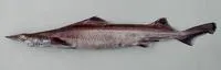 Arrowhead dogfish (Deania profundorum)