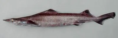 Arrowhead dogfish (Deania profundorum)