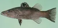 Arrowhead soapfish (Belonoperca chabanaudi)