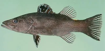 Arrowhead soapfish (Belonoperca chabanaudi)