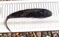 Arrowtail (Melanonus zugmayeri)