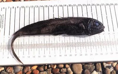 Arrowtail (Melanonus zugmayeri)