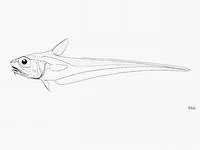 Arrowtooth grenadier (Ventrifossa atherodon)