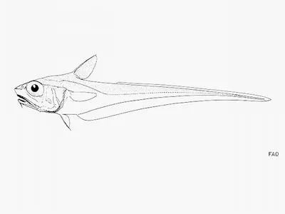 Arrowtooth grenadier (Ventrifossa atherodon)