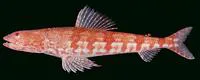 Arrowtooth lizardfish (Synodus doaki)