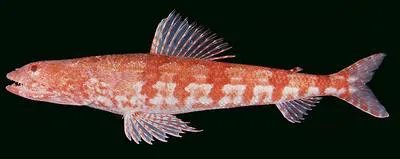 Arrowtooth lizardfish (Synodus doaki)