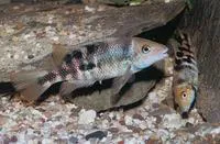 Arroyo cichlid (Theraps irregularis)