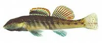 Ashy darter (Etheostoma cinereum)