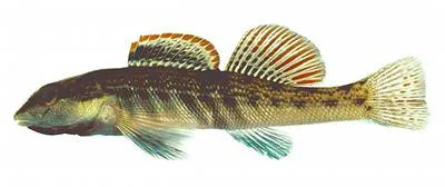 Ashy darter (Etheostoma cinereum)