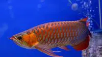 Asian bonytongue (Scleropages formosus)