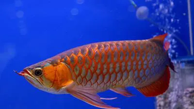 Asian bonytongue (Scleropages formosus)
