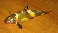 Asian bumblebee catfish (Pseudomystus siamensis)