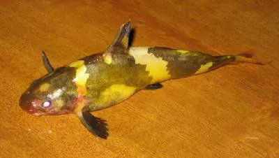 Asian bumblebee catfish (Pseudomystus siamensis)
