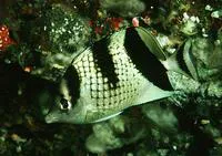 Asian butterflyfish (Chaetodon argentatus)