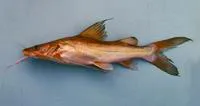 Asian redtail catfish (Hemibagrus nemurus)