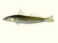 Asian sillago (Sillago asiatica)