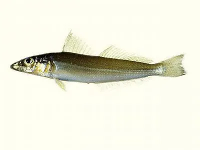 Asian sillago (Sillago asiatica)